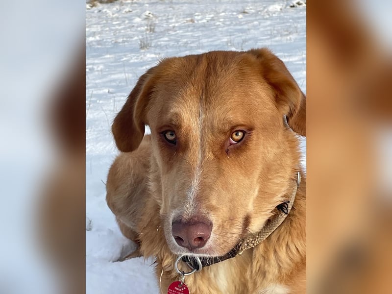 MÖHRCHEN, charakterstarke Aufpasserin, 1,5 Jahre, 70 cm, Mischling, Tierschutz, auf Pflege in 57635