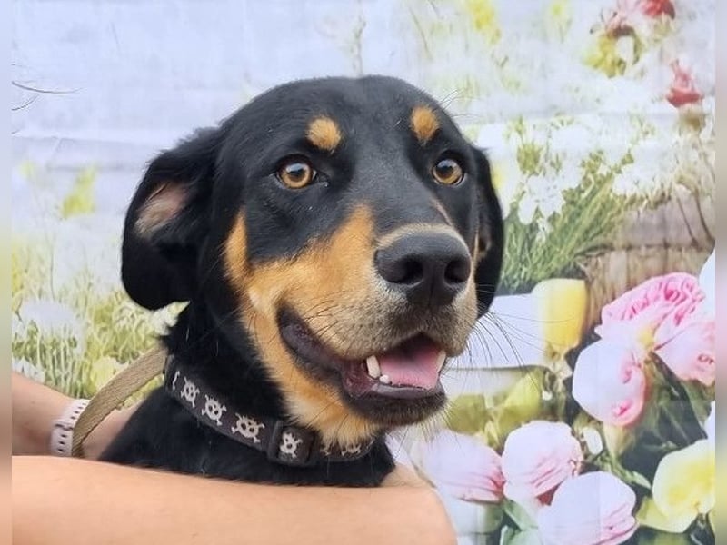 Anubis - will diesen Winter nicht frieren!