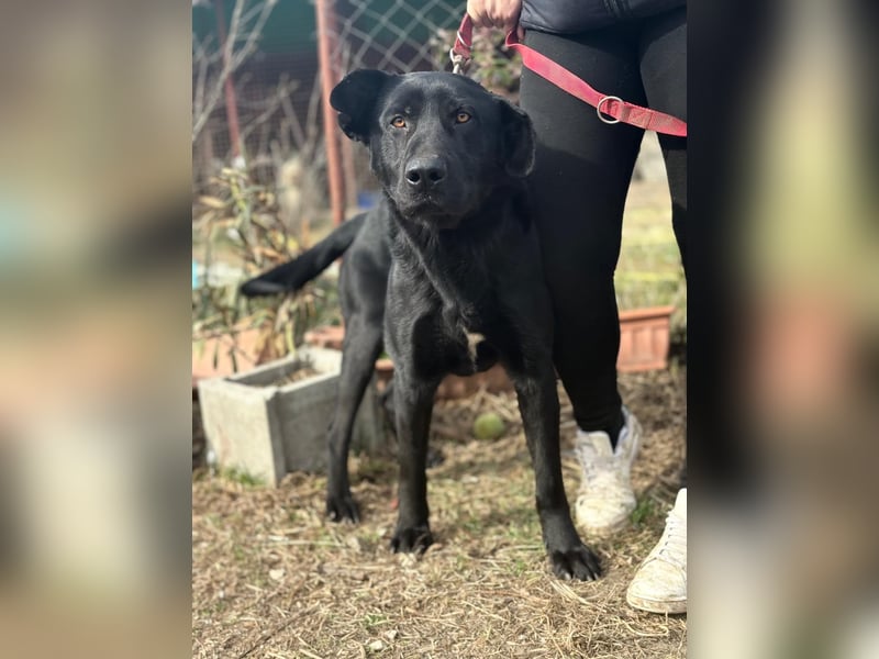 Leontin wartet auf seine Chance