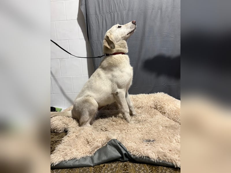 schöne Cuki sucht ihr Körbchen