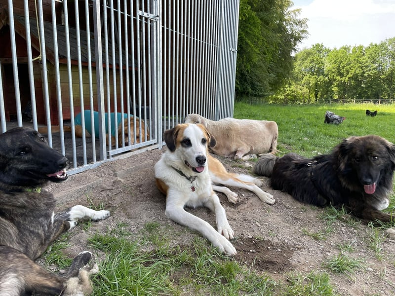 THEO, toller Kumpeltyp, 2 Jahre, 66 cm, Pflegestelle Kircheib, Tierschutz Rumänien