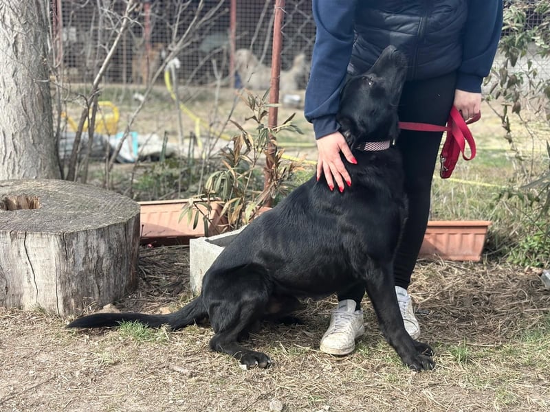 Leontin wartet auf seine Chance