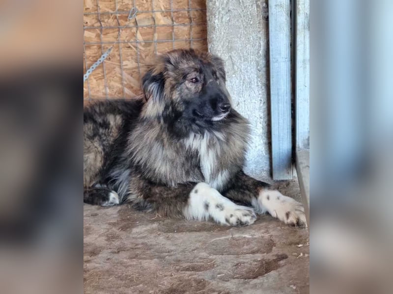 ⭐️THEO⭐️, entspannter Hundekumpel, 2 Jahre, 66 cm, Mischling, Tierschutz Rumänien