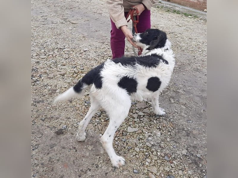 Riesenflauschi Emy ist soooo lieb, möchte Rumänien schnell verlassen