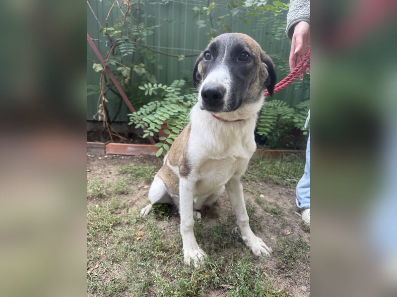 Hézöl möchte nicht länger warten