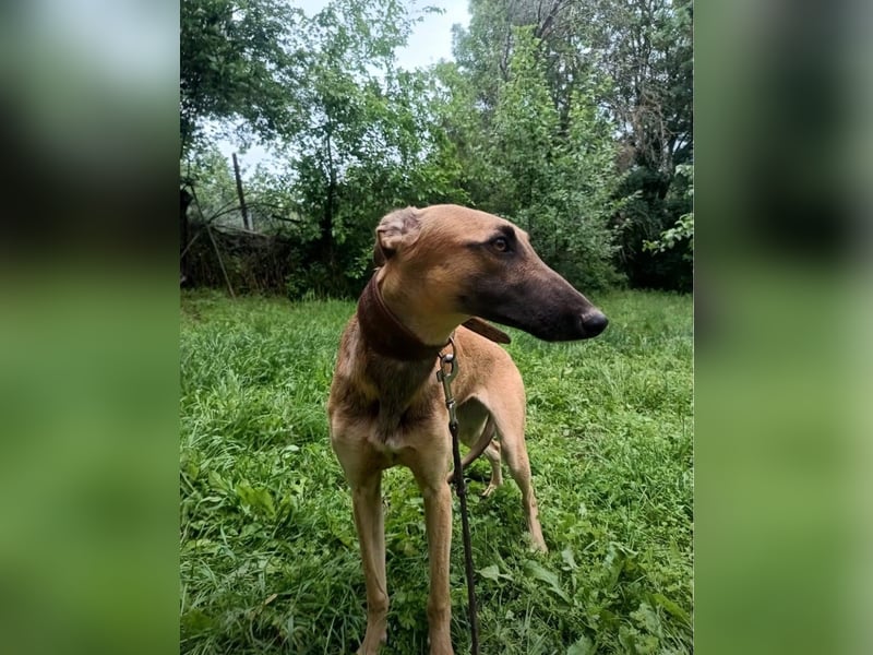 Saphira Tierschutzhund sucht ein Zuhause