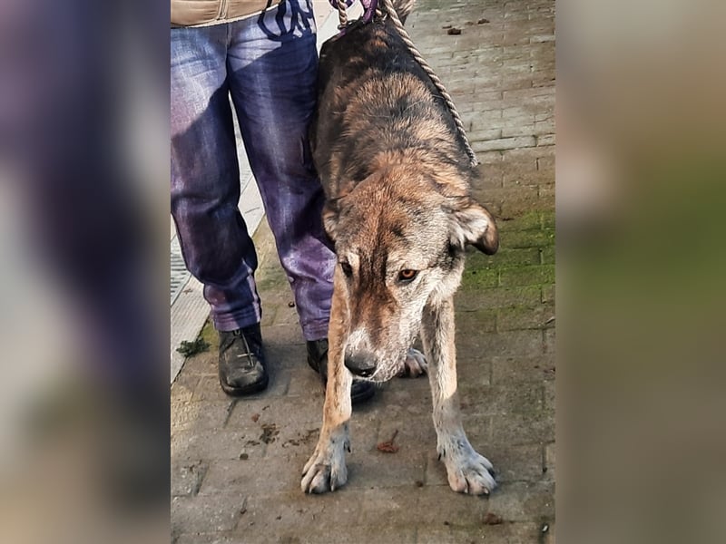 Riesenbaby Mapel, eine treue Seele,möchte Rumänien ganz schnell verlassen