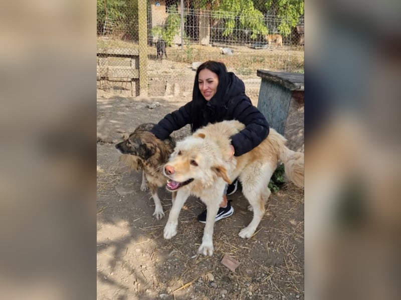 Argo sucht sein Zuhause
