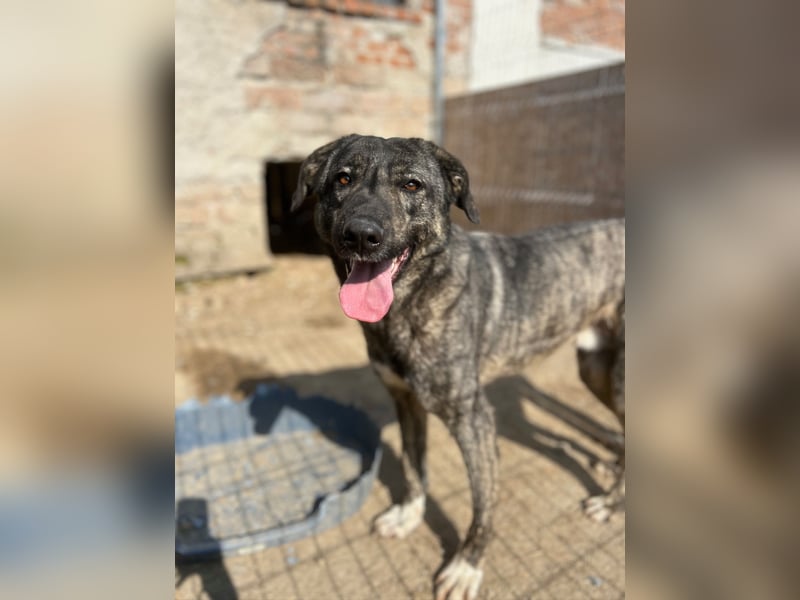 ARI, feiner Kerl, 2 Jahre, 62 cm, Mischling, Pflegestelle 57635, Tierschutz Rumänien
