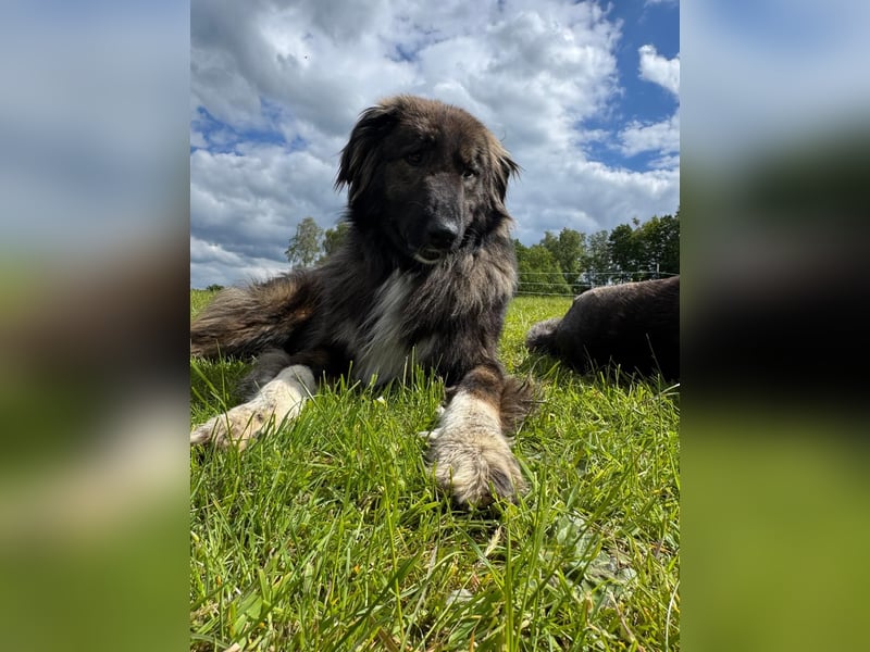 THEO, toller Kumpeltyp, 2 Jahre, 66 cm, Pflegestelle Kircheib, Tierschutz Rumänien