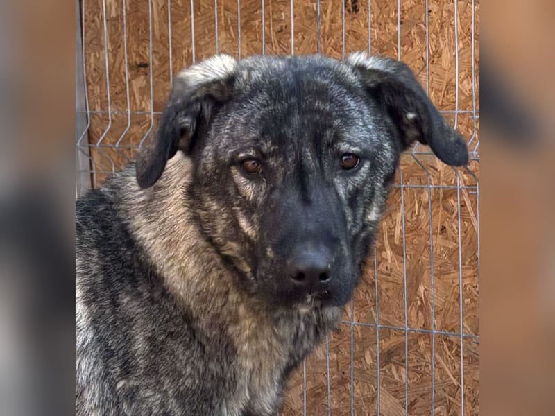 Notfell ⭐️ARI⭐️, besondere Hundeseele, Rüde, 2 Jahre, 55cm, Mischling, Tierschutz Rumänien