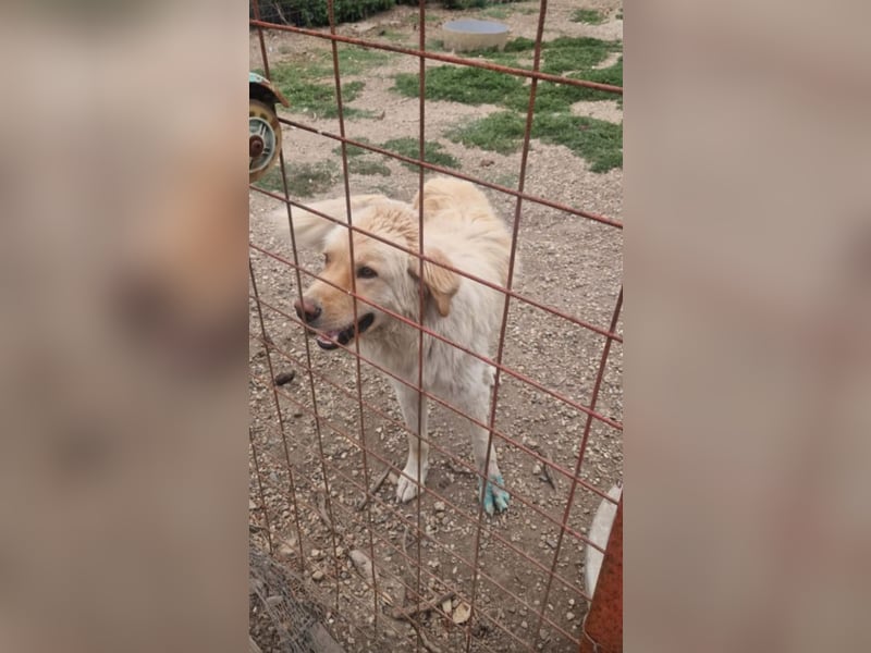 Argo sucht sein Zuhause