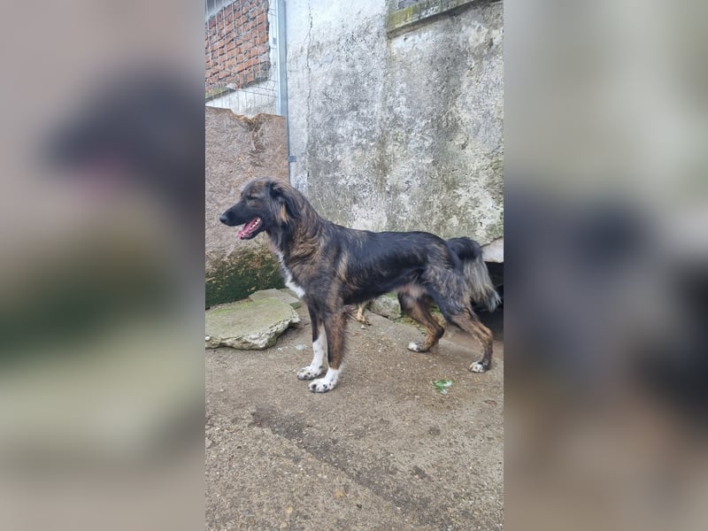 ⭐️THEO⭐️, entspannter Hundekumpel, 2 Jahre, 66 cm, Mischling, Tierschutz Rumänien