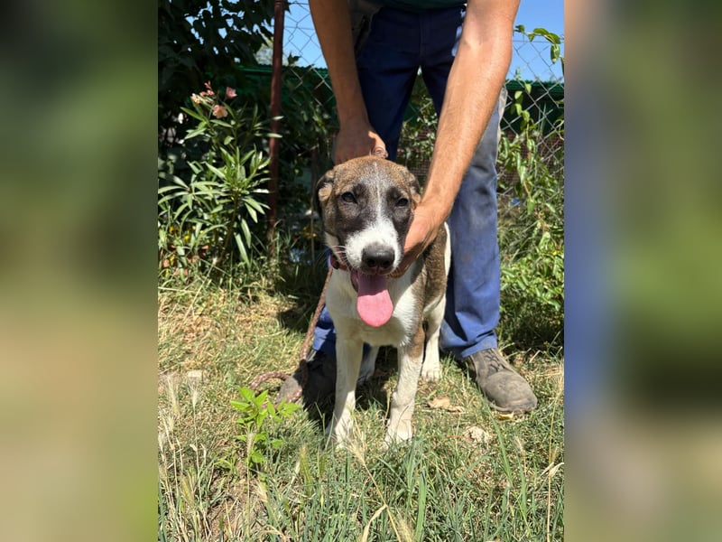 Hézöl möchte nicht länger warten