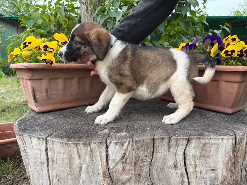 Hézöl möchte nicht länger warten