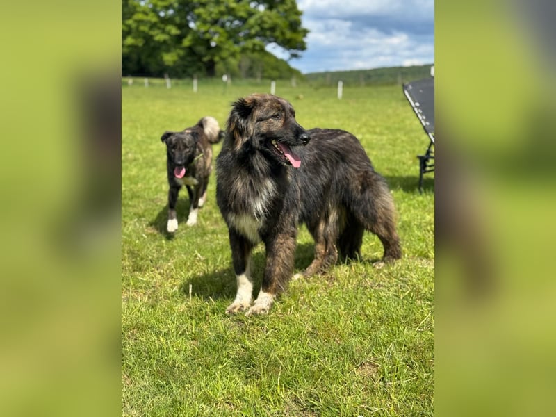 THEO, toller Kumpeltyp, 2 Jahre, 66 cm, Pflegestelle Kircheib, Tierschutz Rumänien
