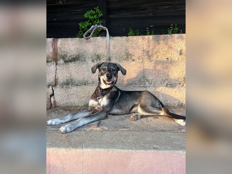 Zauberhafte Nori wartet auf unserem Tierschutzhof in Portugal!