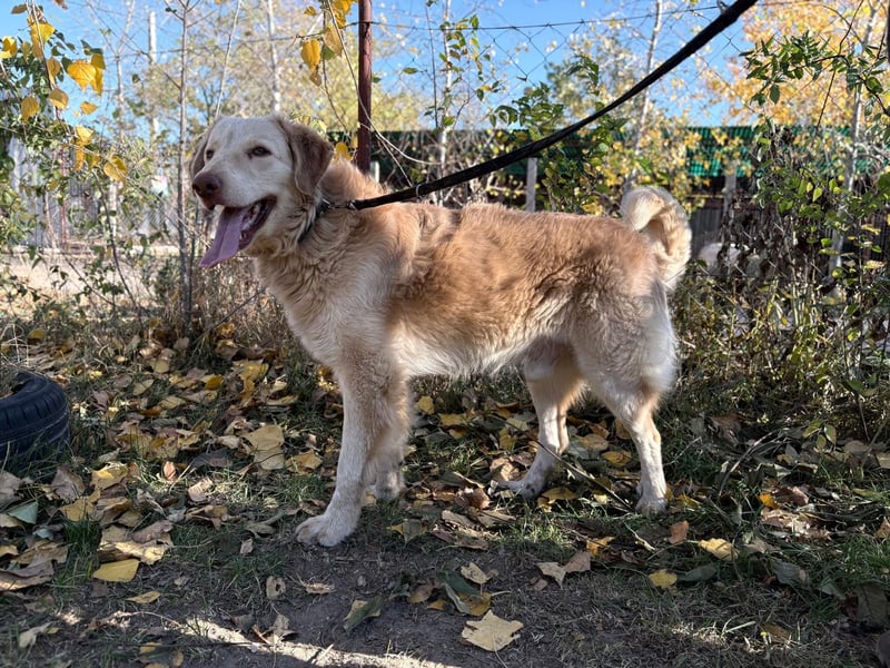 Habib - Braucht dringend einen warmen Platz!