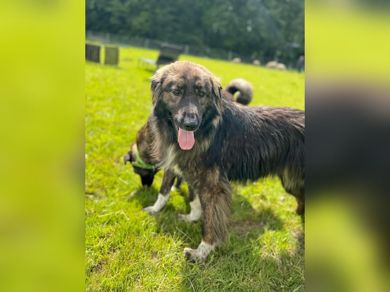 THEO, toller Kumpeltyp, 2 Jahre, 66 cm, Pflegestelle Kircheib, Tierschutz Rumänien