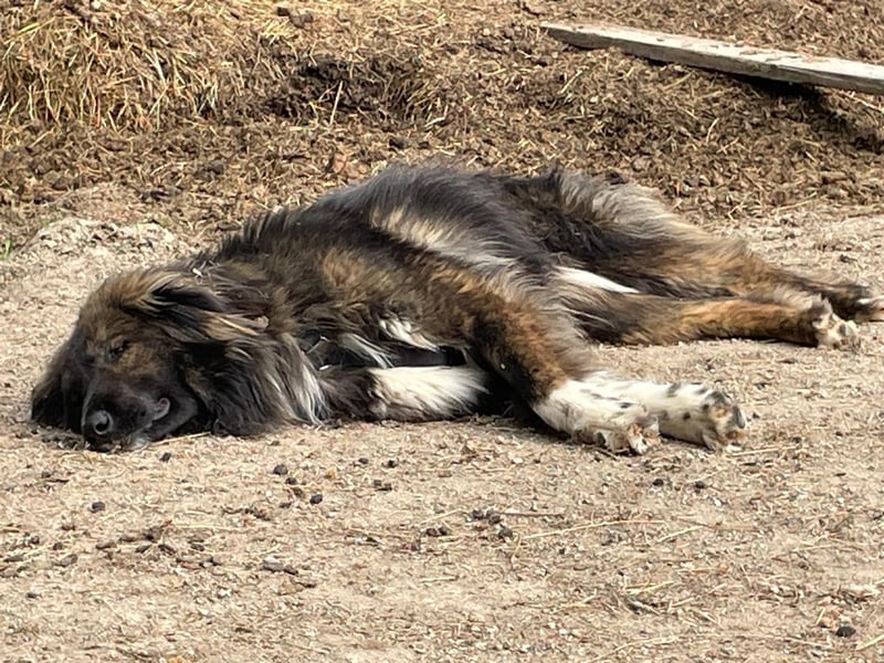THEO, toller Kumpeltyp, 2 Jahre, 66 cm, Pflegestelle Kircheib, Tierschutz Rumänien