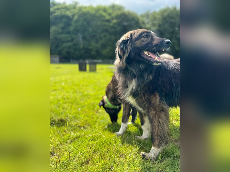 THEO, toller Kumpeltyp, 2 Jahre, 66 cm, Pflegestelle Kircheib, Tierschutz Rumänien