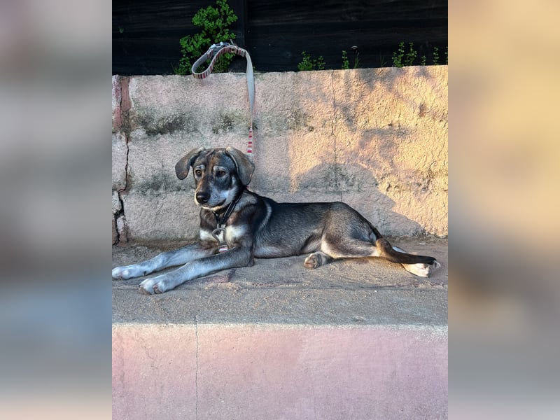 Zauberhafte Nori wartet auf unserem Tierschutzhof in Portugal!