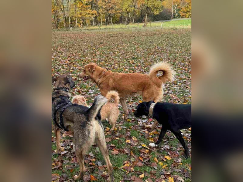 MÖHRCHEN, charakterstarke Aufpasserin, 1,5 Jahre, 70 cm, Mischling, Tierschutz, auf Pflege in 57635