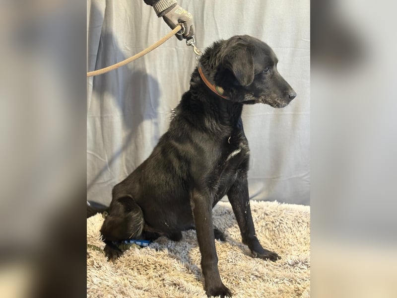 Darf Betyar noch einmal ankommen ?