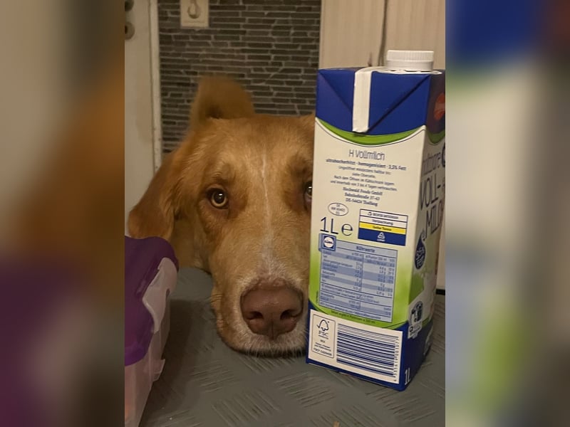 MÖHRCHEN, charakterstarke Aufpasserin, 1,5 Jahre, 70 cm, Mischling, Tierschutz, auf Pflege in 57635