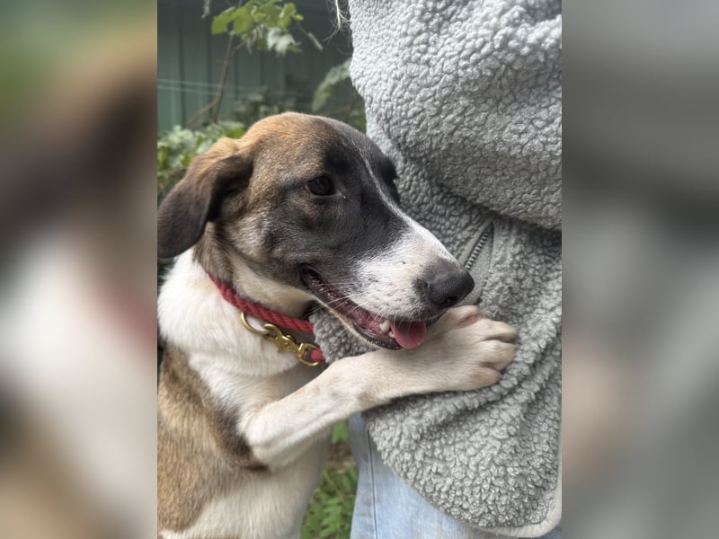 Hézöl möchte nicht länger warten