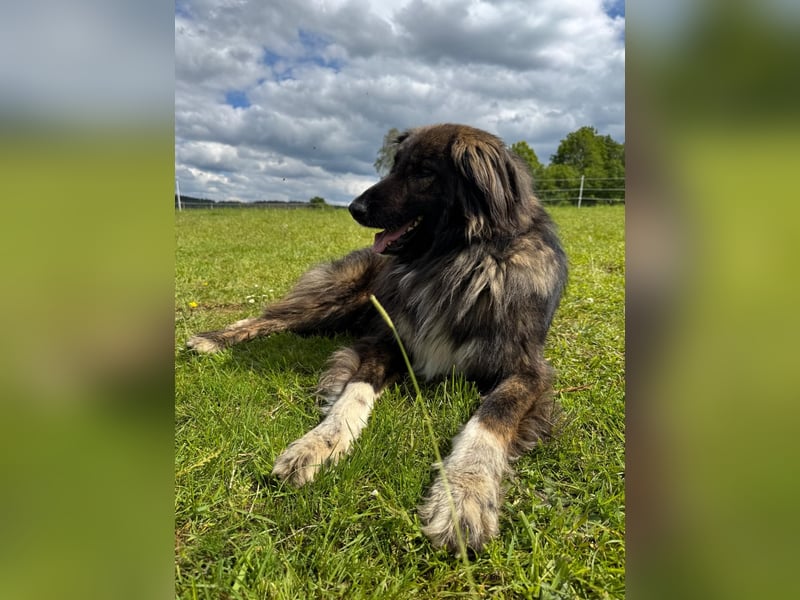 THEO, toller Kumpeltyp, 2 Jahre, 66 cm, Pflegestelle Kircheib, Tierschutz Rumänien