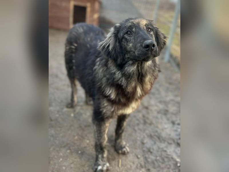 ⭐️HALLY⭐️, beeindruckende Hündin, 11 Monate, 63 cm, Mischling, Tierschutz Rumänien