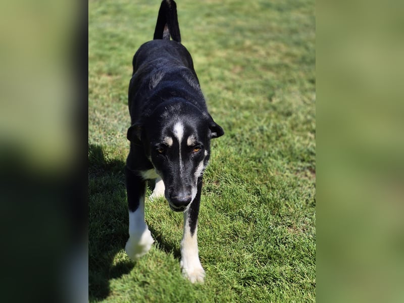 Gismo Tierschutzhund sucht ein Zuhause