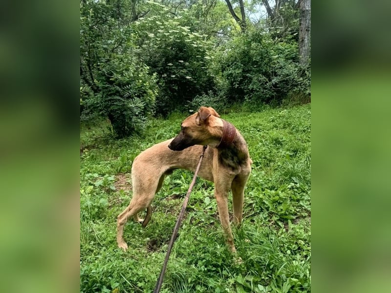 Seppl Tierschutzhund sucht ein Zuhause