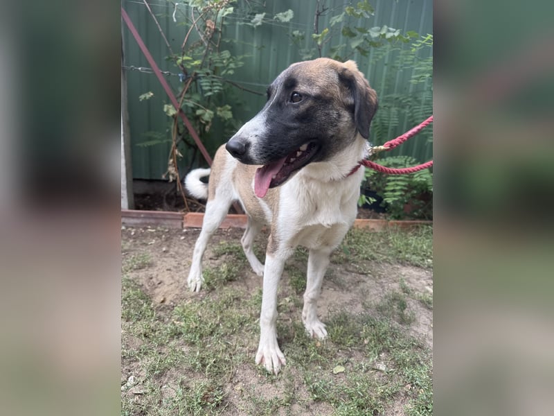 Hézöl möchte nicht länger warten