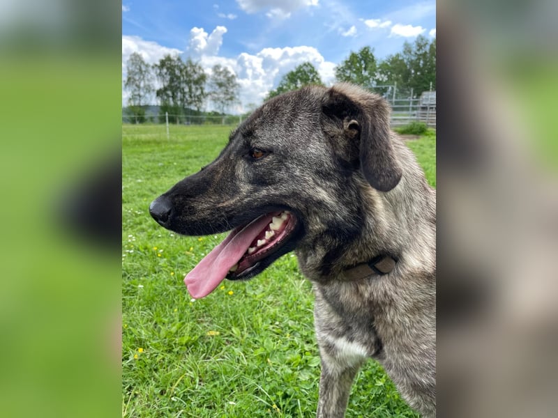 ARI, feiner Kerl, 2 Jahre, 62 cm, Mischling, Pflegestelle 57635, Tierschutz Rumänien