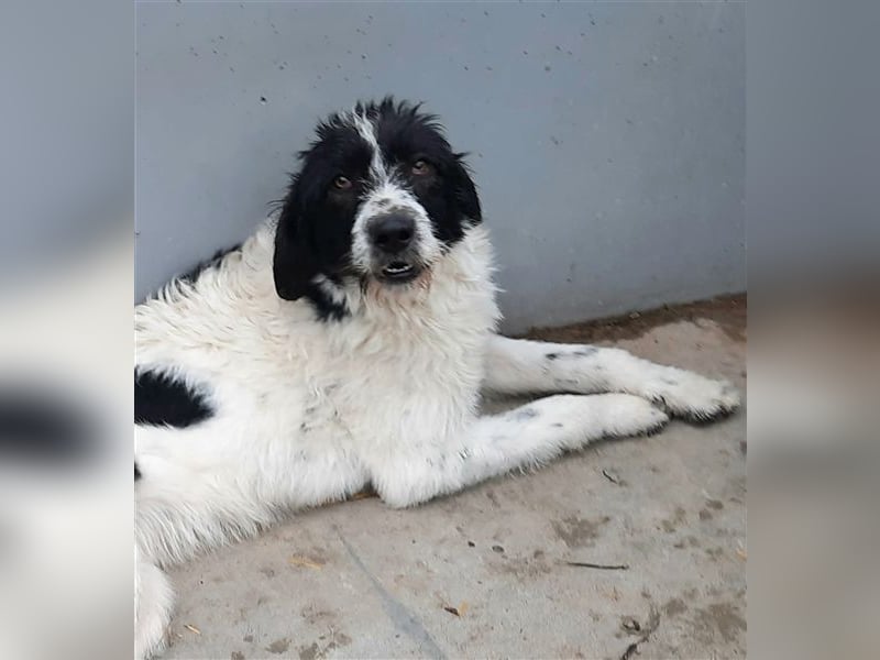 Riesenflauschi Emy ist soooo lieb, möchte Rumänien schnell verlassen