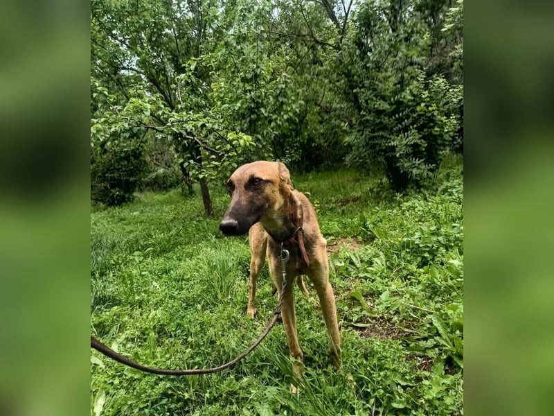 Seppl Tierschutzhund sucht ein Zuhause