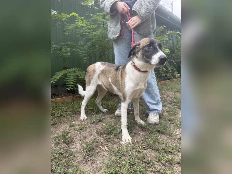 Hézöl möchte nicht länger warten