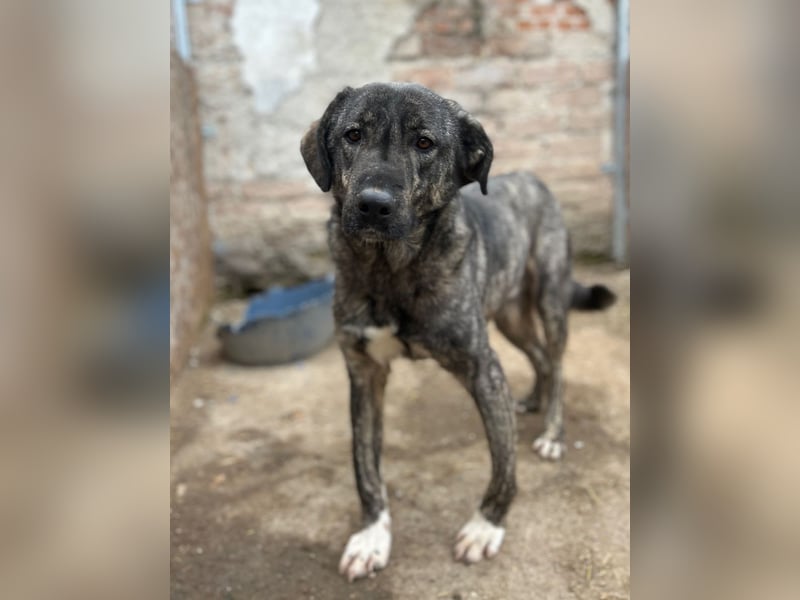Notfell ⭐️ARI⭐️, besondere Hundeseele, Rüde, 2 Jahre, 55cm, Mischling, Tierschutz Rumänien