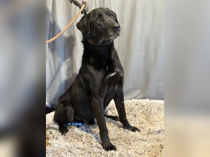 Darf Betyar noch einmal ankommen ?