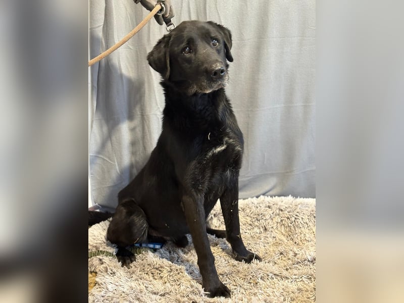 Darf Betyar noch einmal ankommen ?