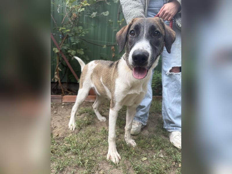 Hézöl möchte nicht länger warten