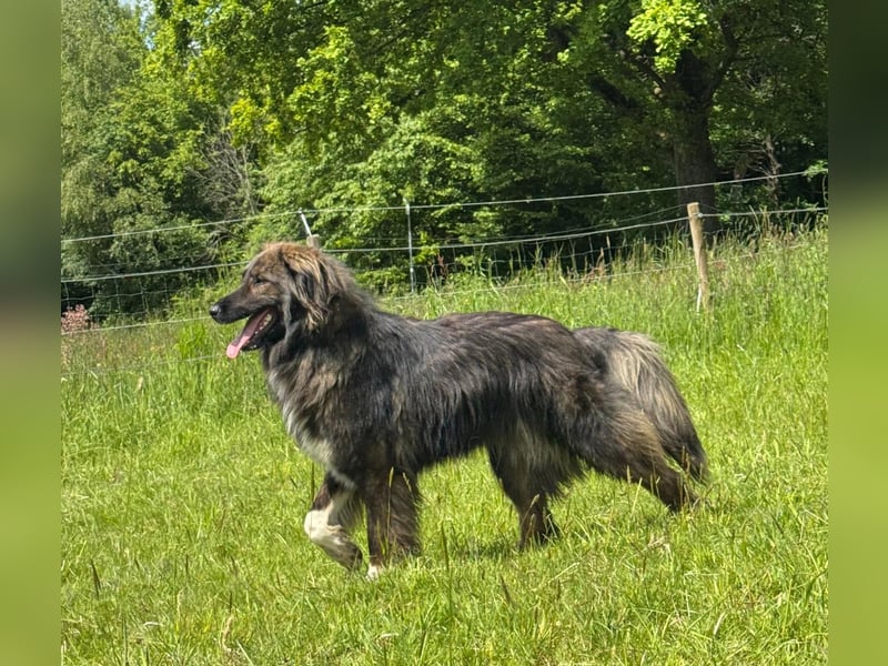 THEO, toller Kumpeltyp, 2 Jahre, 66 cm, Pflegestelle Kircheib, Tierschutz Rumänien
