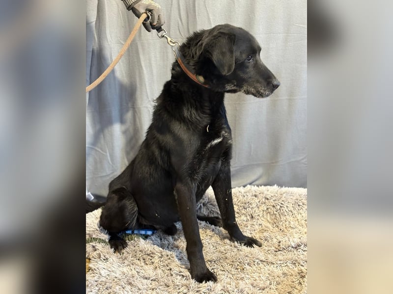 Darf Betyar noch einmal ankommen ?