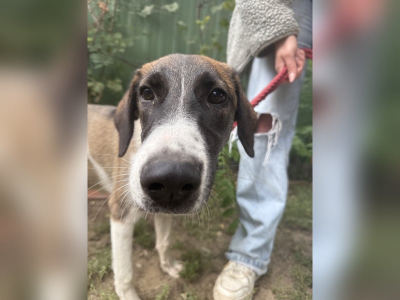 Hézöl möchte nicht länger warten