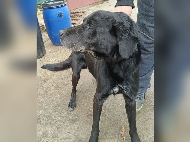 Darf Betyar noch einmal ankommen ?