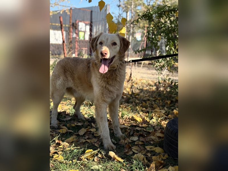 Habib - Braucht dringend einen warmen Platz!