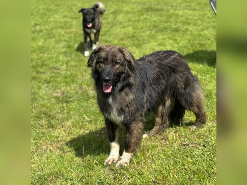 THEO, toller Kumpeltyp, 2 Jahre, 66 cm, Pflegestelle Kircheib, Tierschutz Rumänien