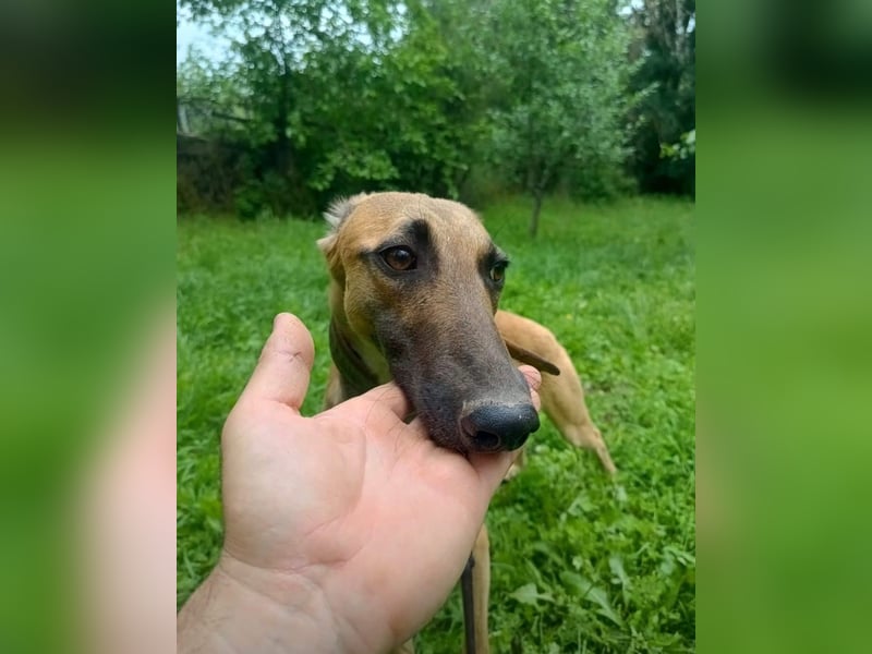 Saphira Tierschutzhund sucht ein Zuhause